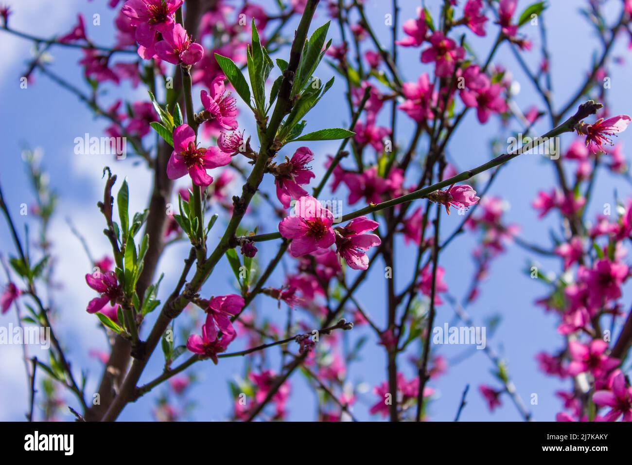flowering tree at spring. pollination by bees. selective focus Stock ...