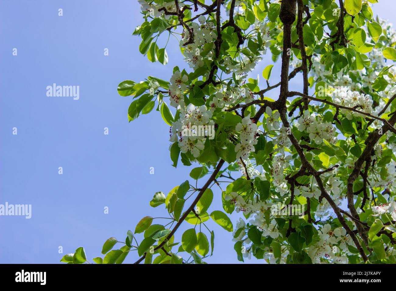 flowering tree at spring. pollination by bees. selective focus Stock ...