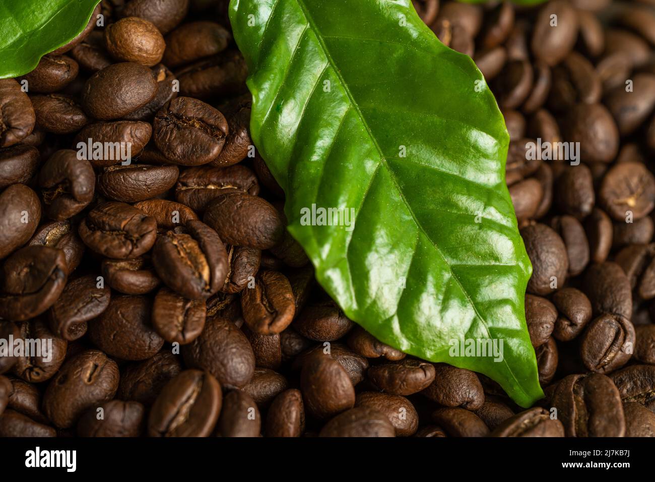 Coffee bean medium roasted with leaf in fresh morning. Stock Photo