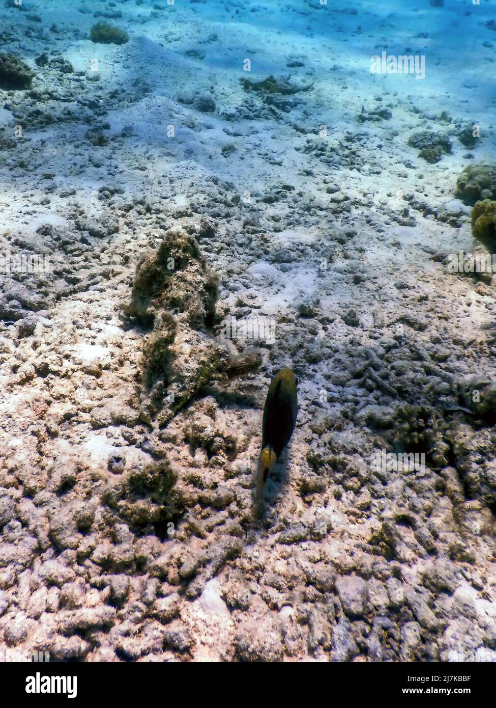 Dusky gregory Underwater (Stegastes nigricans) Marine life Stock Photo