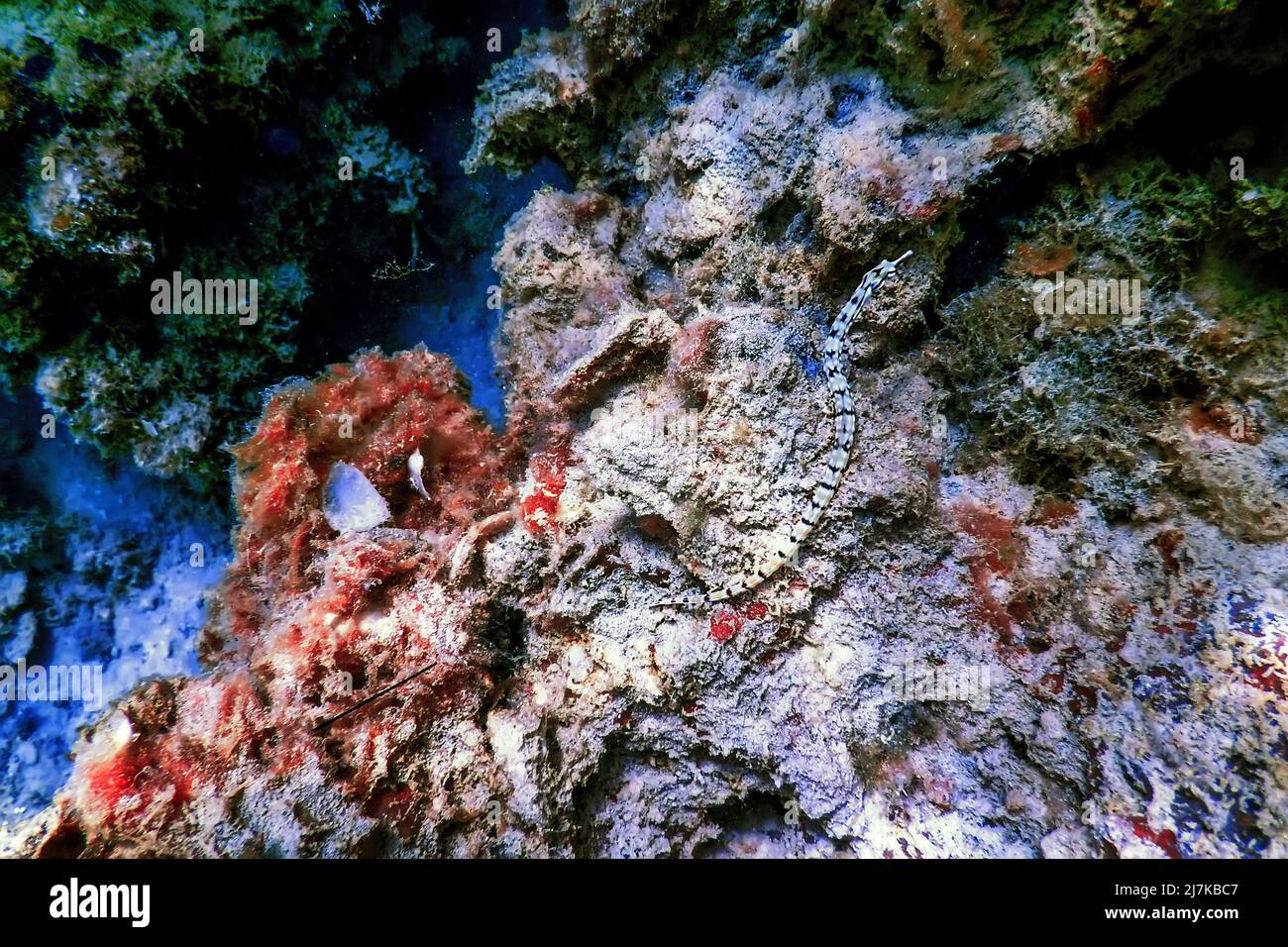 Yellow banded pipefish, network pipefish (Corythoichthys flavofasciatus) Tropical waters, Marine life Stock Photo