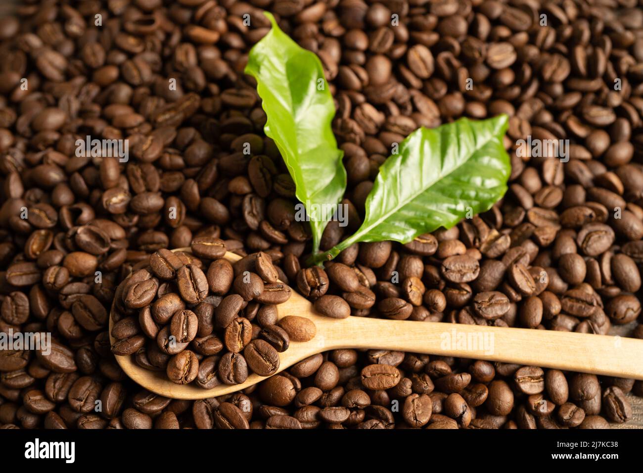 Coffee bean medium roasted on wood spoon with leaf in fresh morning. Stock Photo