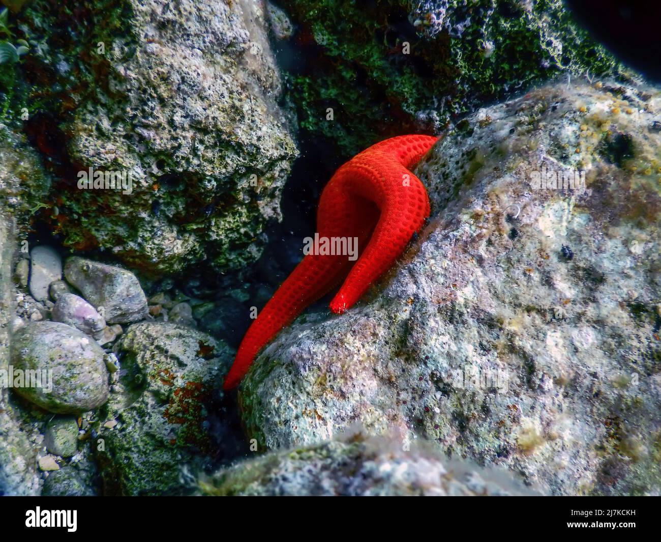 Red Starfish on the Sea Floor (Echinaster sepositus) Underwater wildlife Stock Photo