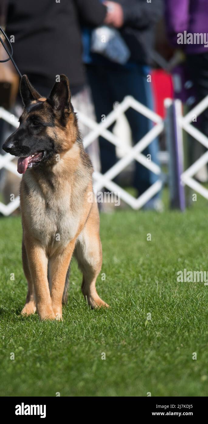 German Shepherd in the dog show ring Stock Photo Alamy