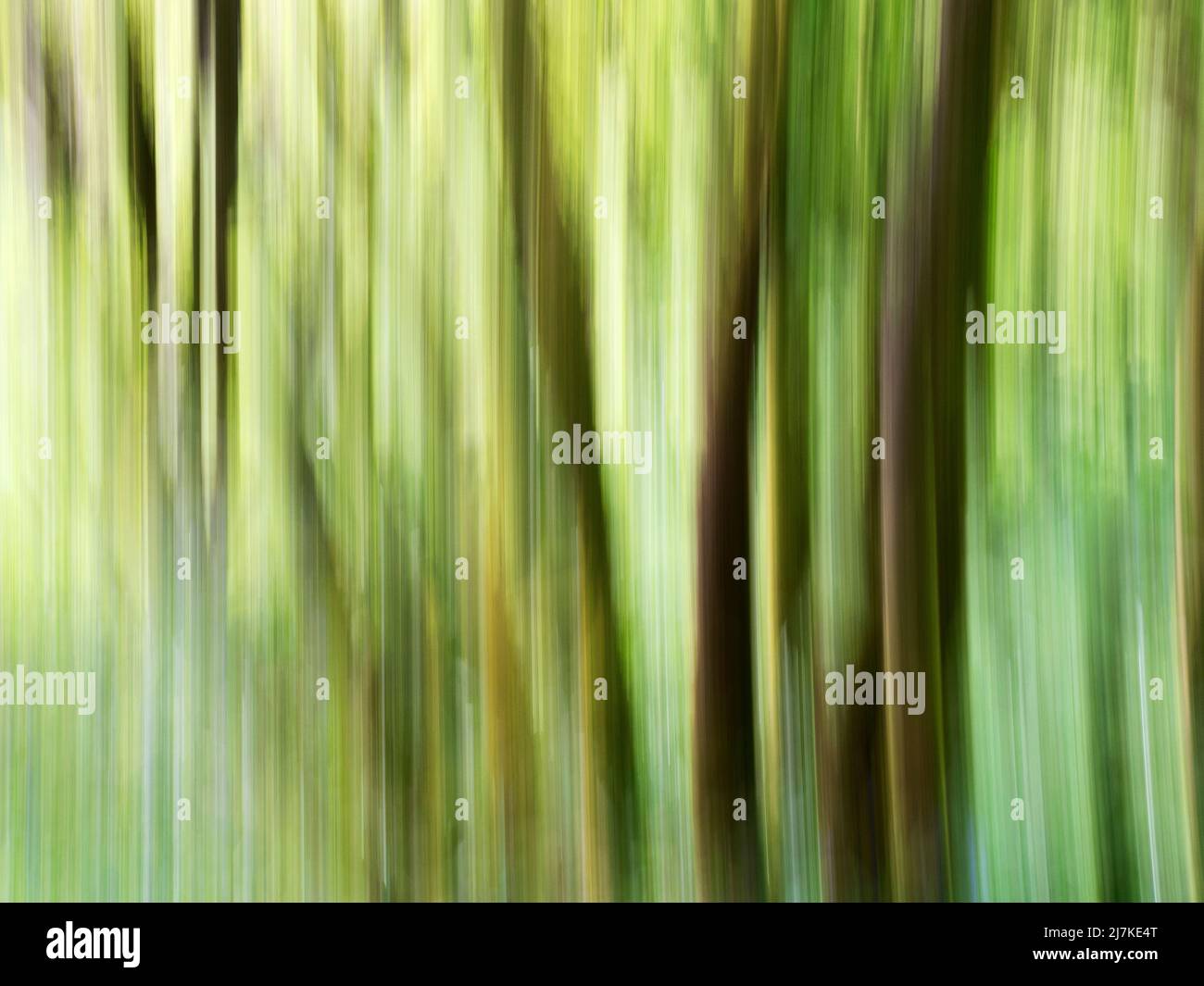 Abstract birch tree trunks in spring in Strid Wood at Bolton Abbey North Yorkshire England Stock Photo