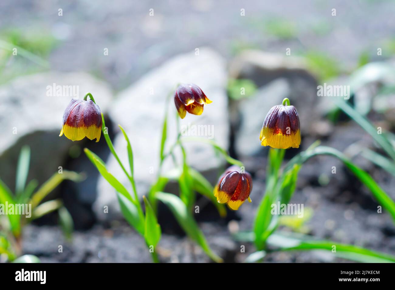 Close-up of the flower of the Mikhailovsky Fritillary, with bell-shaped maroon flowers with yellow tips blooming in spring Stock Photo