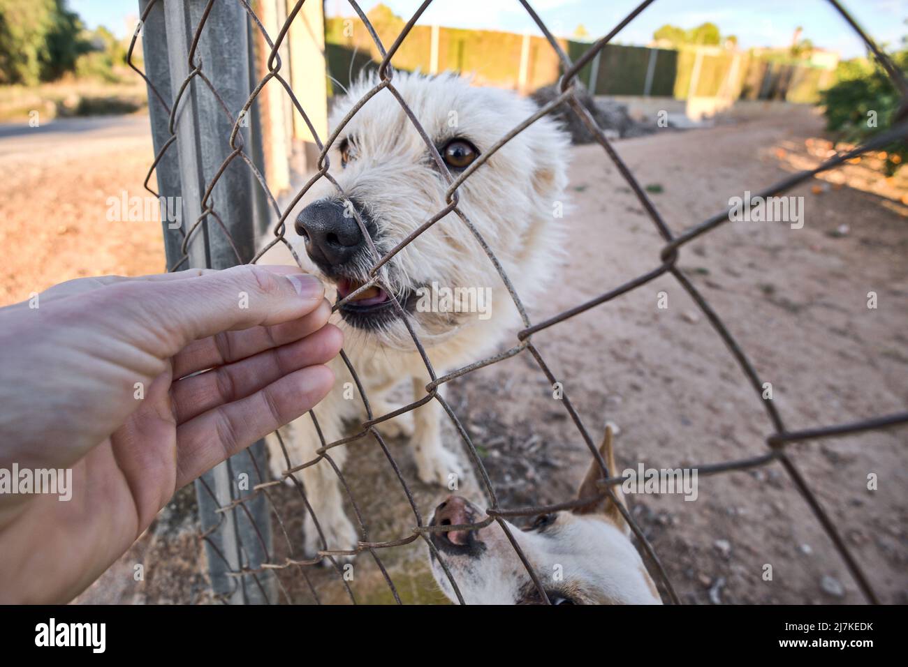 Abandoned cute dog behind bars. Hungry pet is asking for food Stock Photo Alamy
