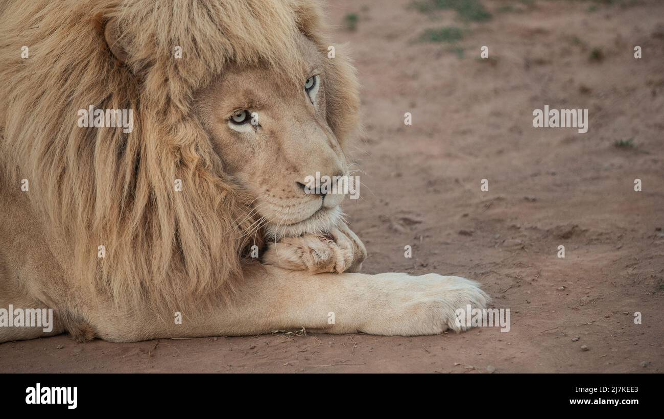 MALE AFRICAN LION (Panthera Leo) Bahria Town Islamabad. Stock Photo