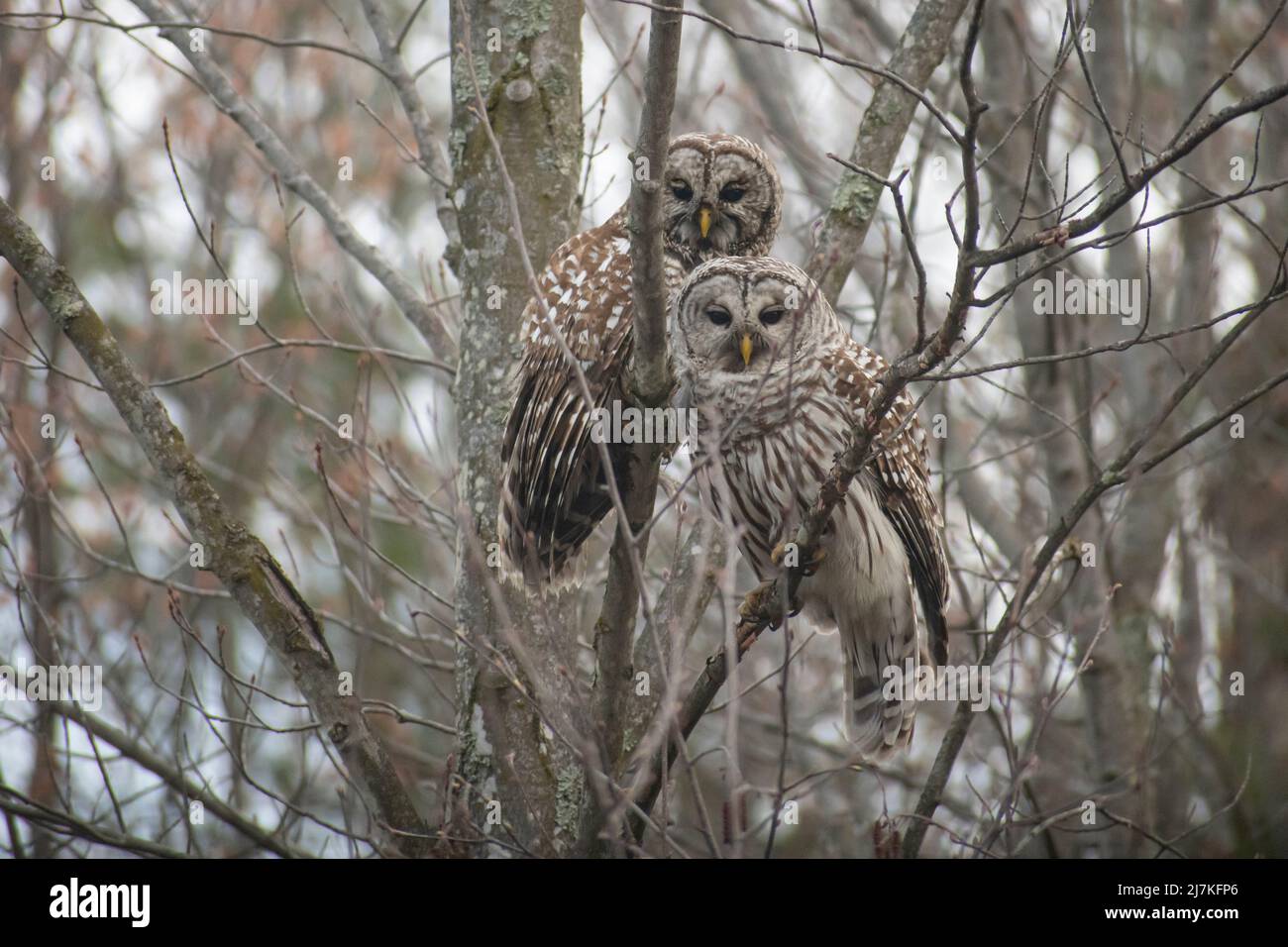 barred owls on tree branches the woods Stock Photo