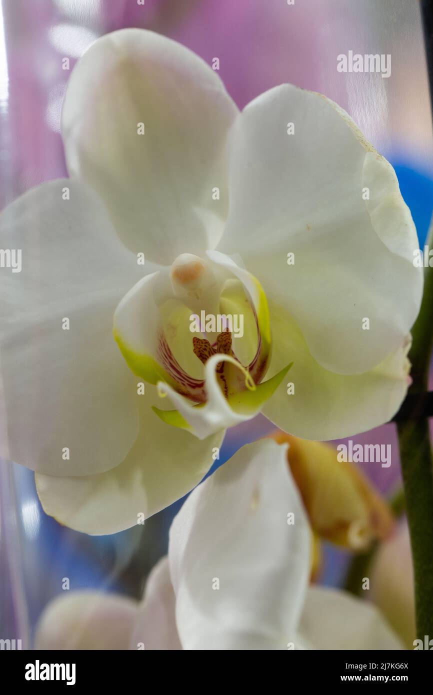 White orchid flower phalaenopsis, phalaenopsis or falah on a white background. White phalaenopsis flower. known as butterfly orchids. Selective focus. Stock Photo