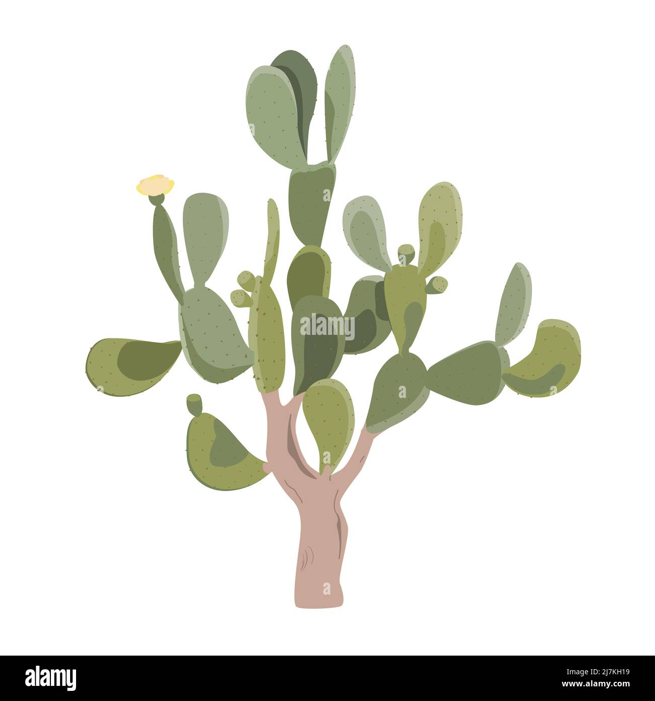 Prickly Pear cactus. Old opuntia tree with fruits, and flowers. Vector illustration isolated on white Stock Vector