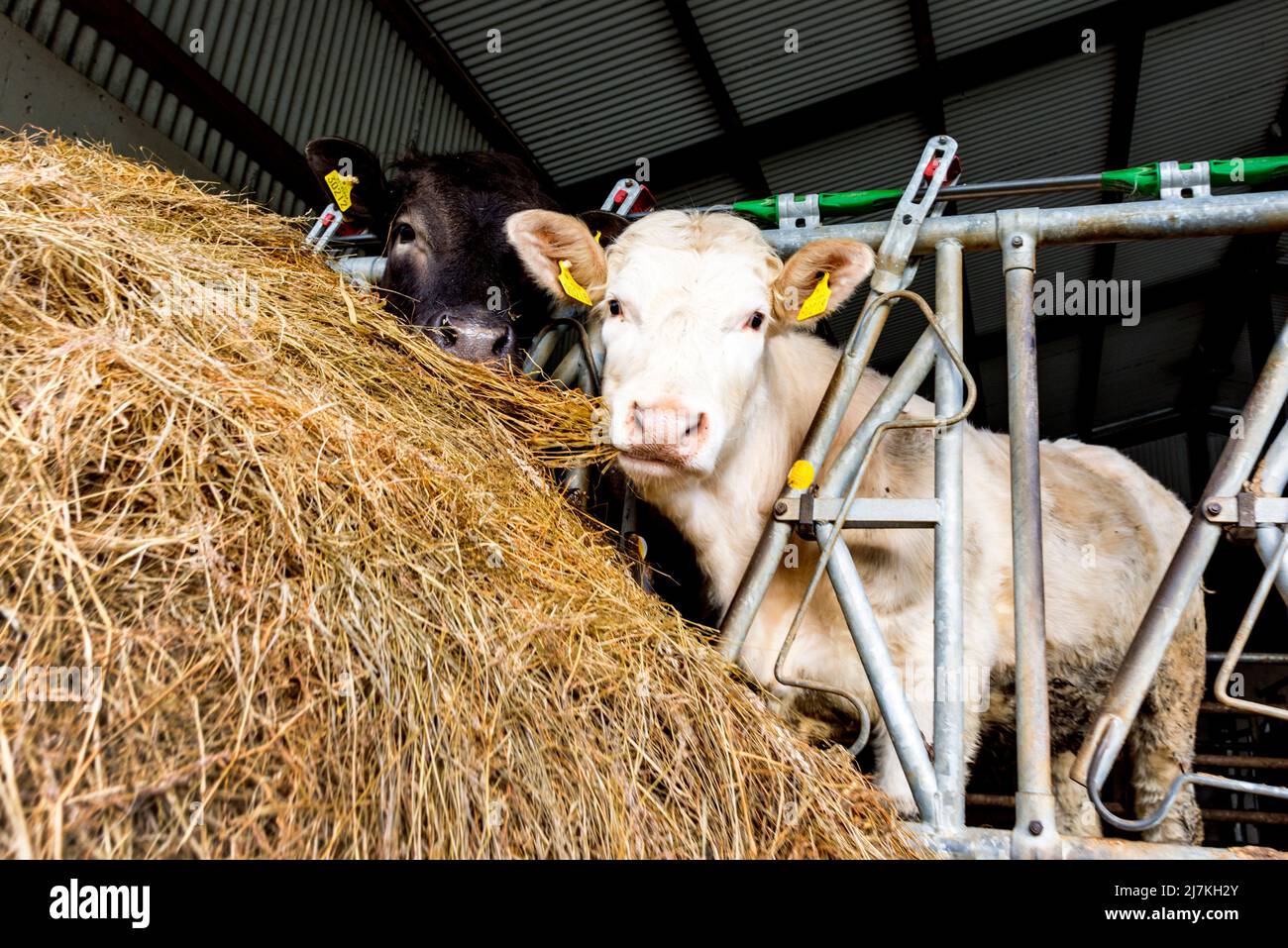 Beef cattle feed on silage grass or hay on a farm in County Donegal, Ireland Stock Photo