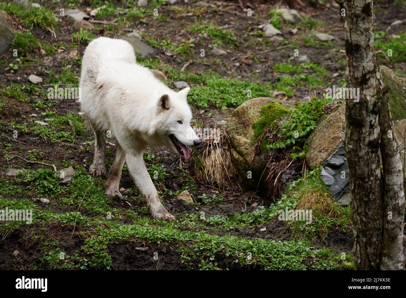 Wild Arctic wolf with white fur crawling and sniffing ground while searching for prey in daytime woodland Stock Photo