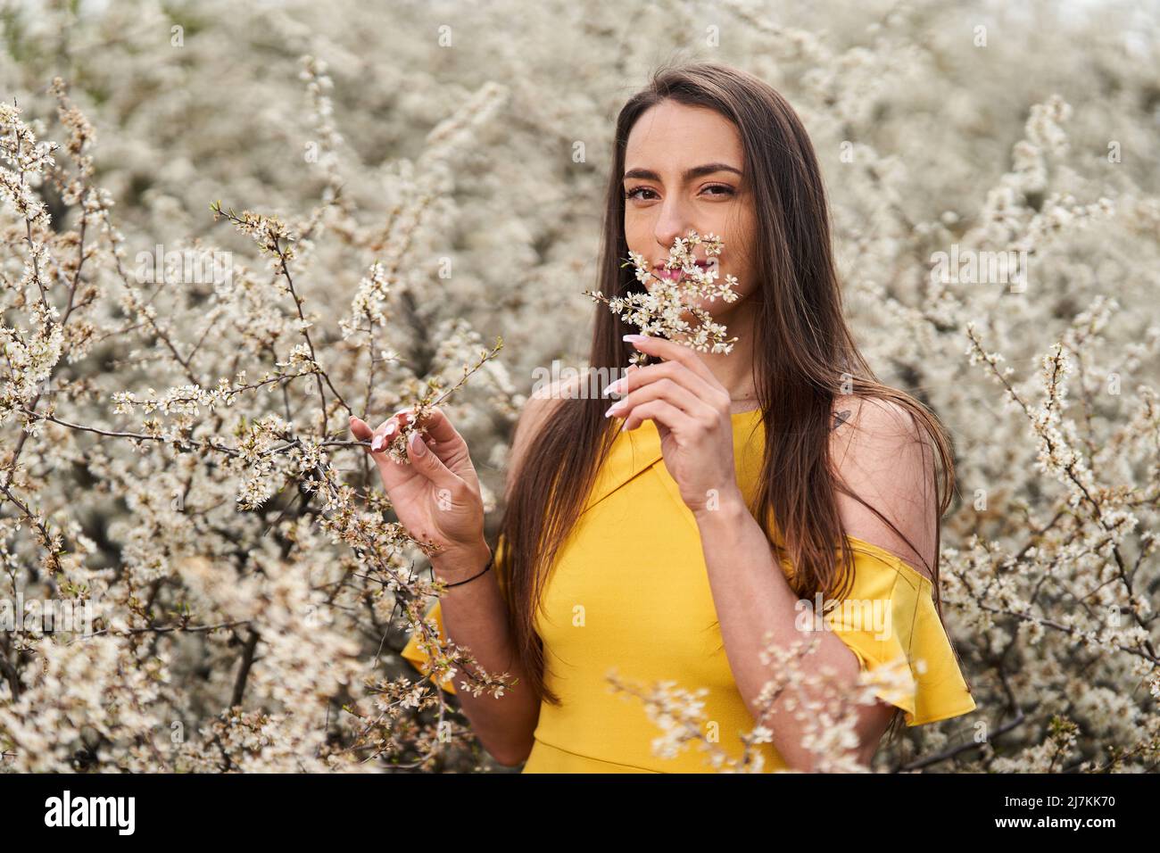 Portrait of a beautiful young woman in yellow dress by a blackthorn ...