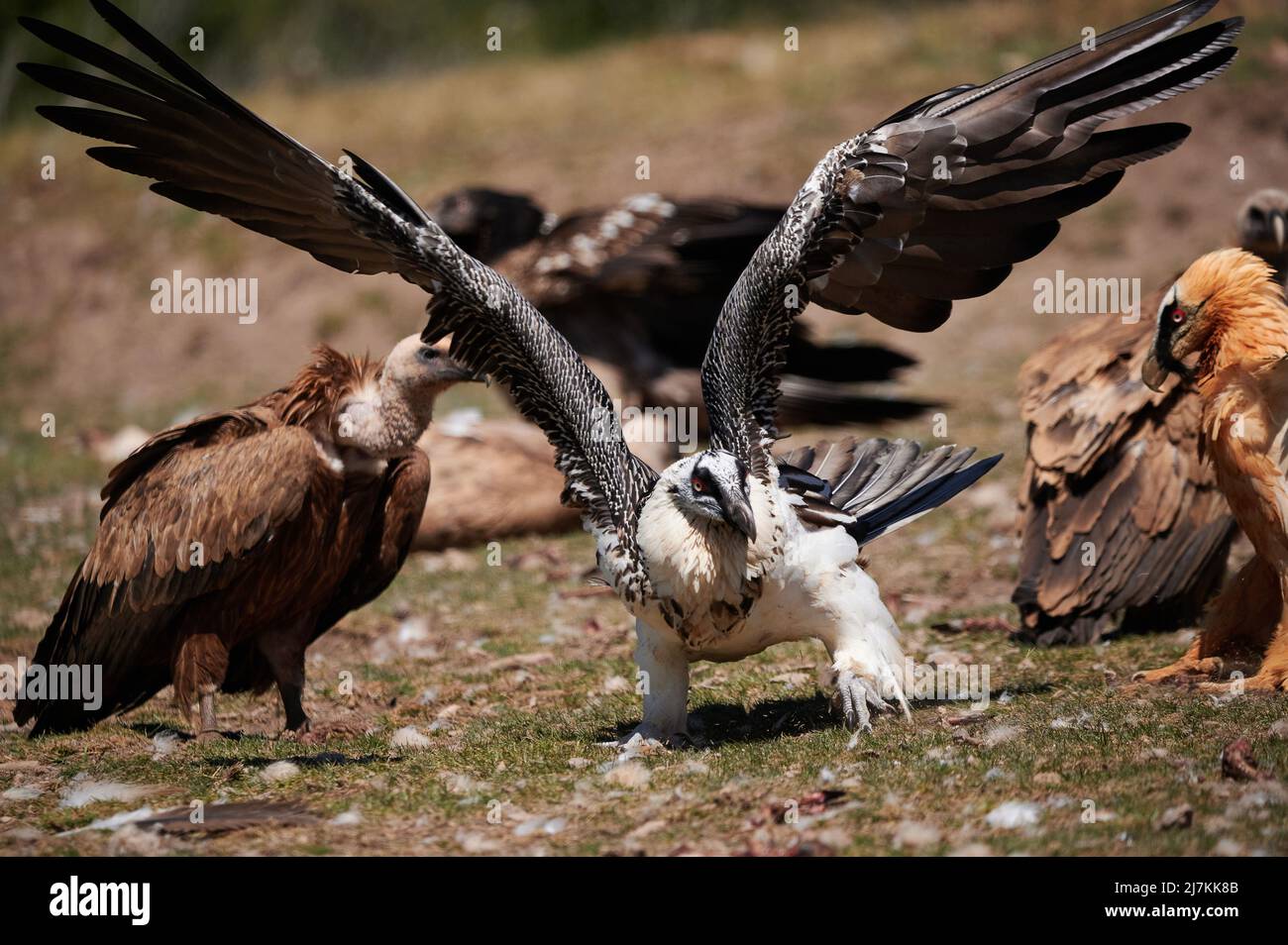 Aggressive towards other birds hires stock photography and images Alamy
