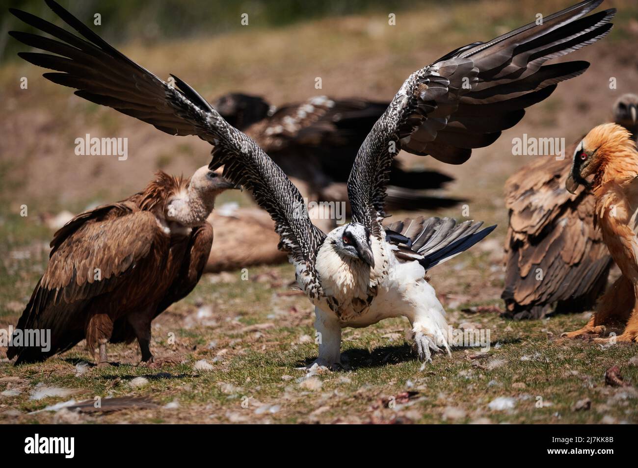 Wild bearded vulture spreading wings and doing aggressive moves towards other birds in flock on grassy hill in daytime Stock Photo