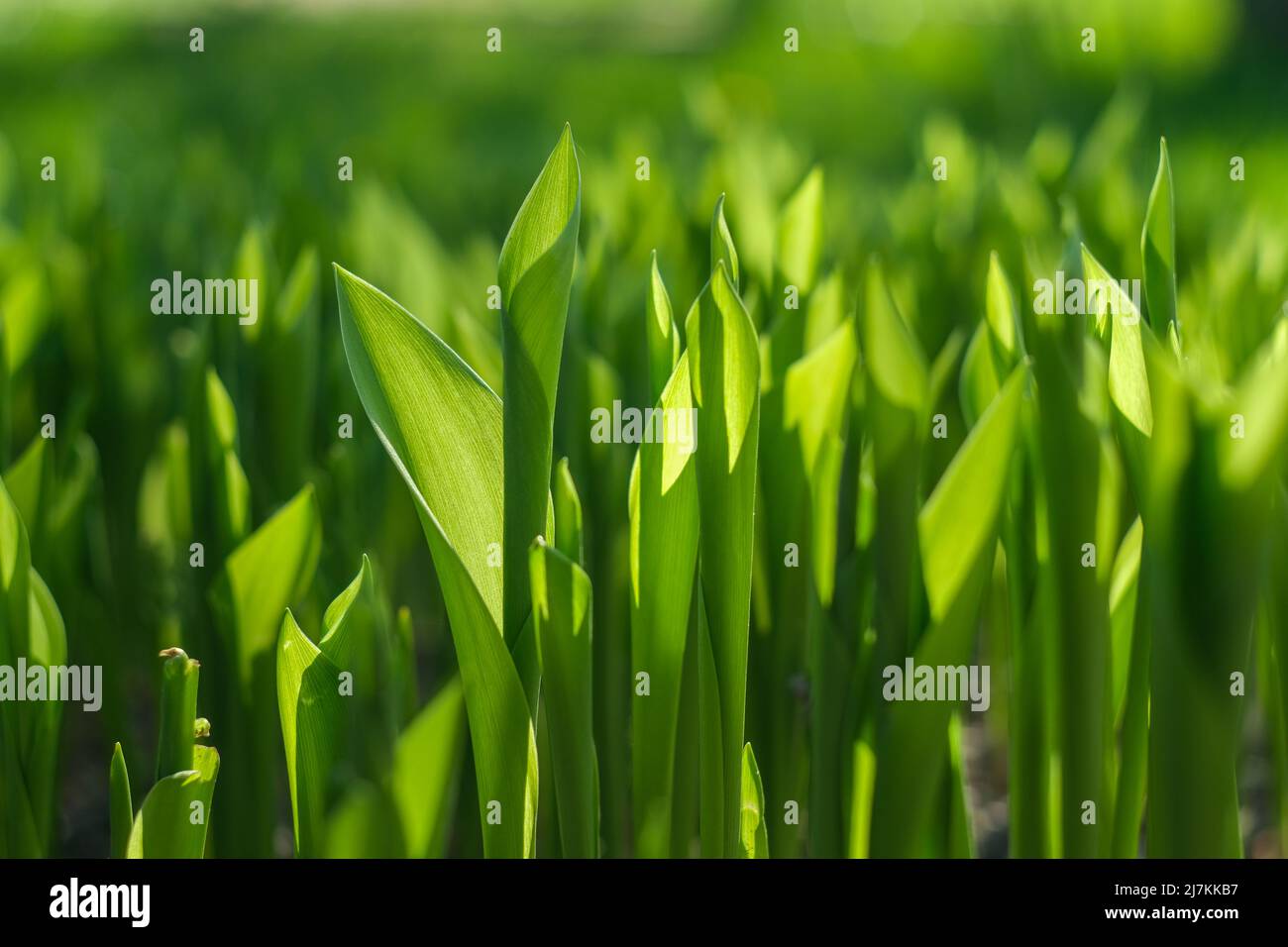 Translucent green leaf. Green background from vegetation Stock Photo
