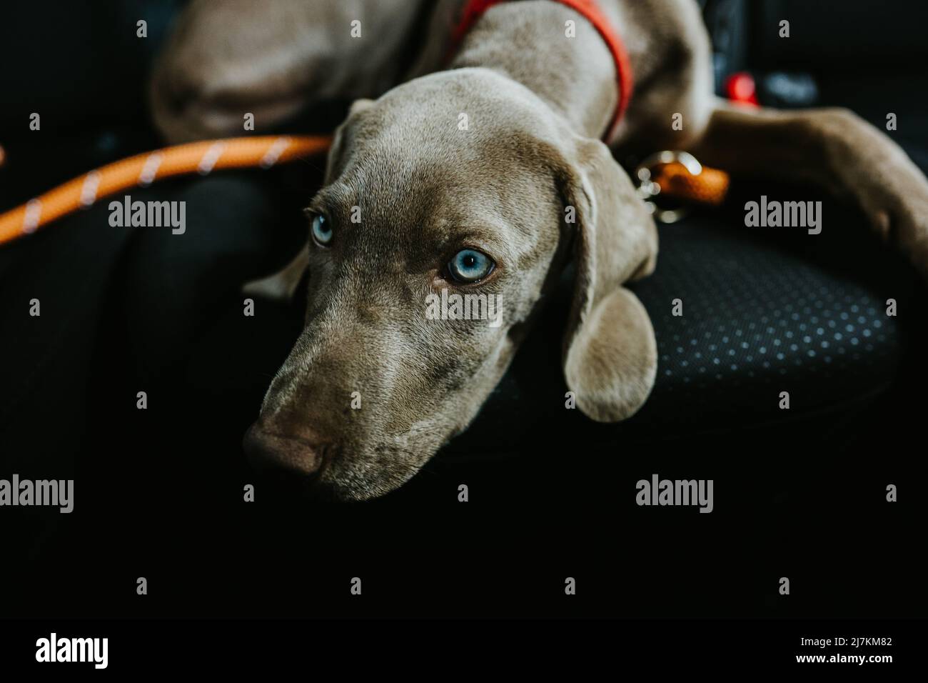 Can Dogs Ride In The Passenger Seat