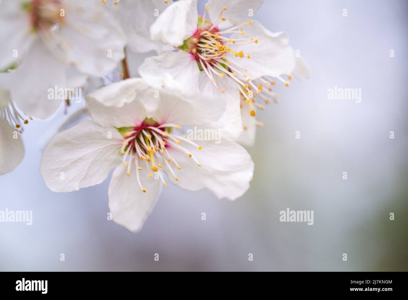 Closeup apricot flower blossom at spring time in Ukraine Stock Photo