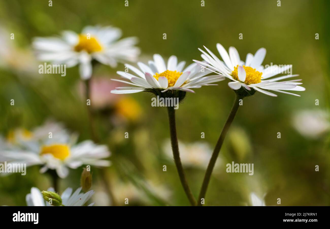 Daisy - flower Stock Photo