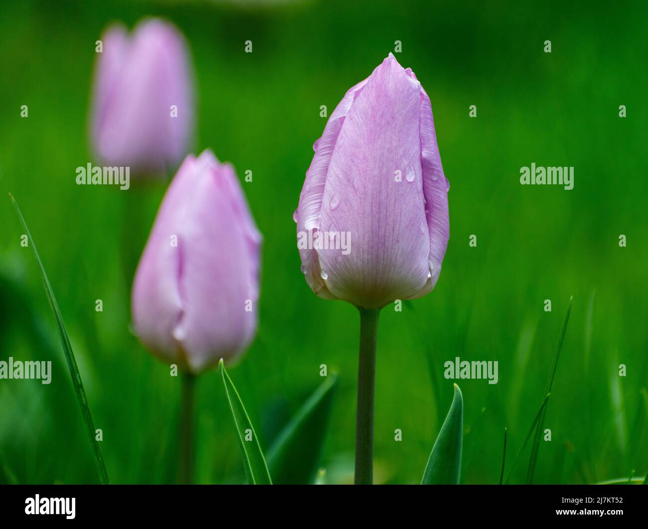 Wet purple Tulip Stock Photo