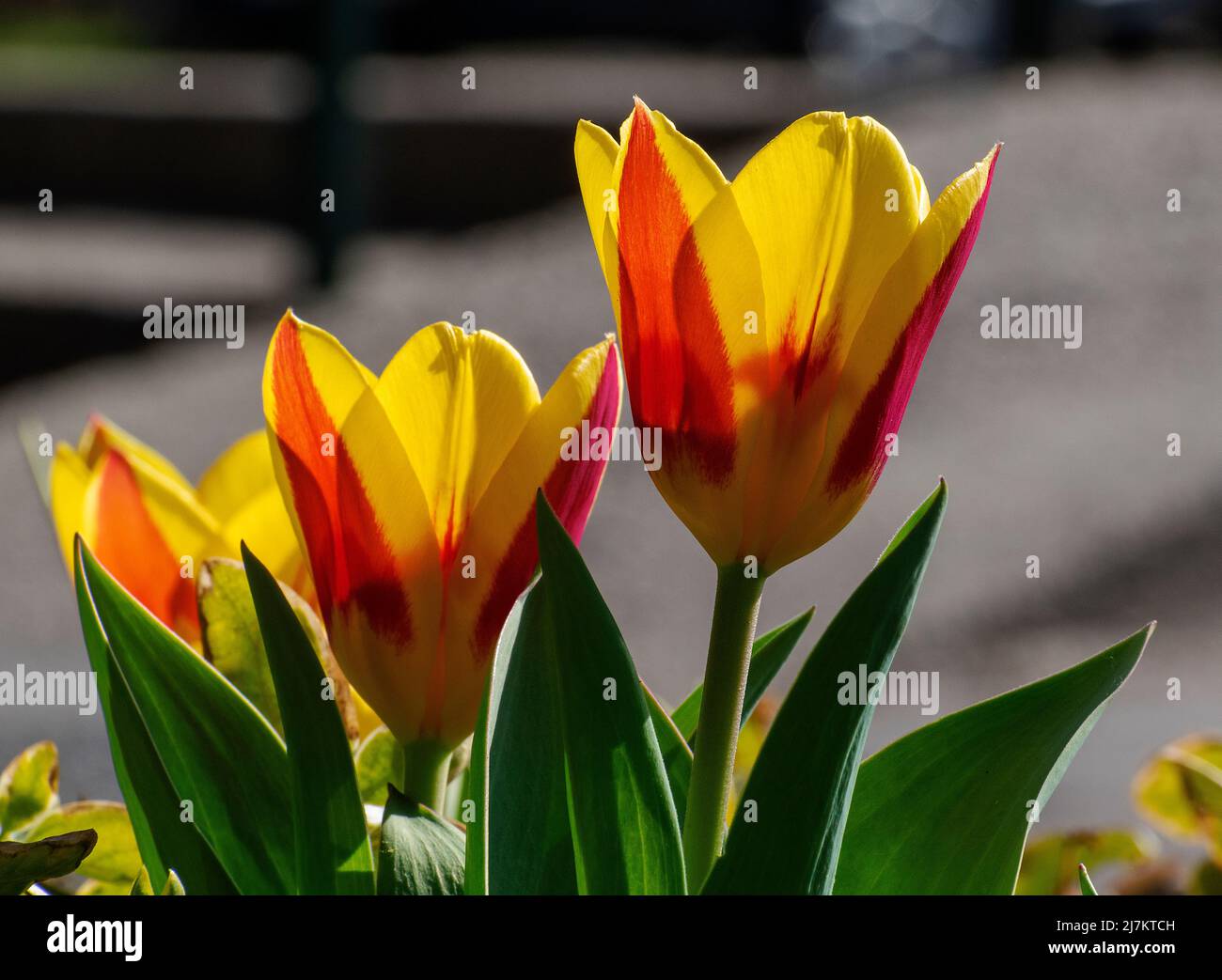 Tulipa liliaceae hi-res stock photography and images - Alamy