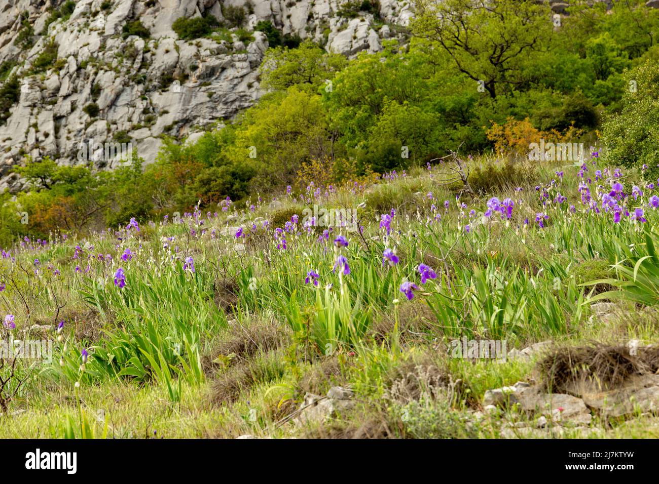 Meadow with wild Iris in Croatian mountains. Konavle region near Dubrovnik and Cavtat. Stock Photo