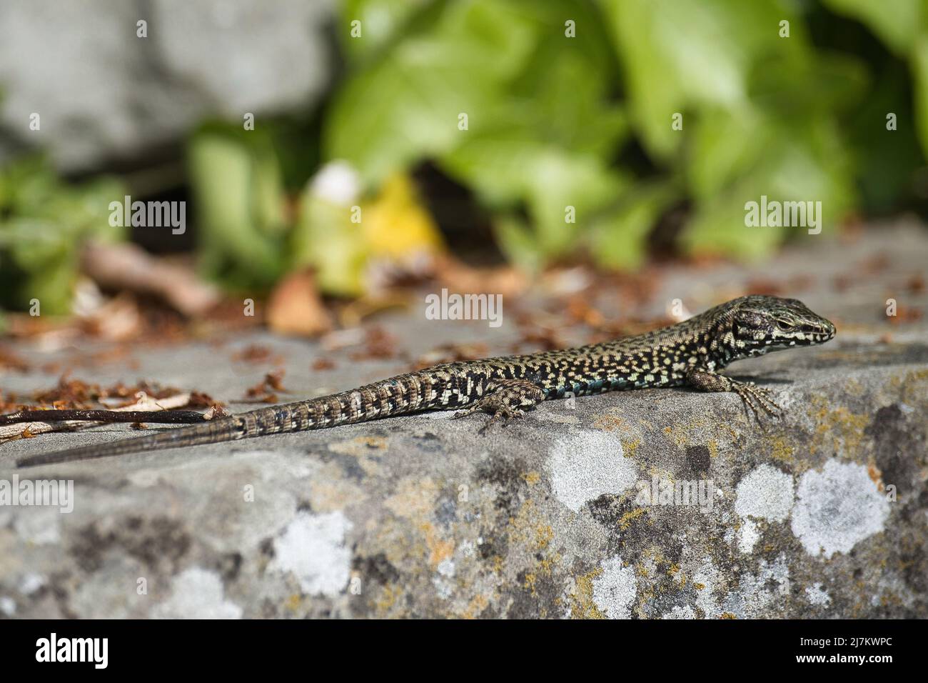 Anatololacerta anatolica, the common rock lizard basking in the sunshine on a rock surface. Stock Photo