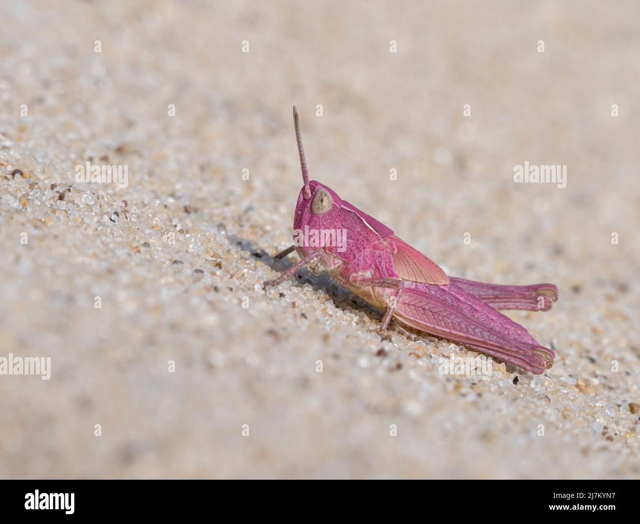 Field Grasshopper, Chorthippus brunneus, pink genetic mutation variant- Erythrism. On a sandy beach  Norfolk  August Stock Photo