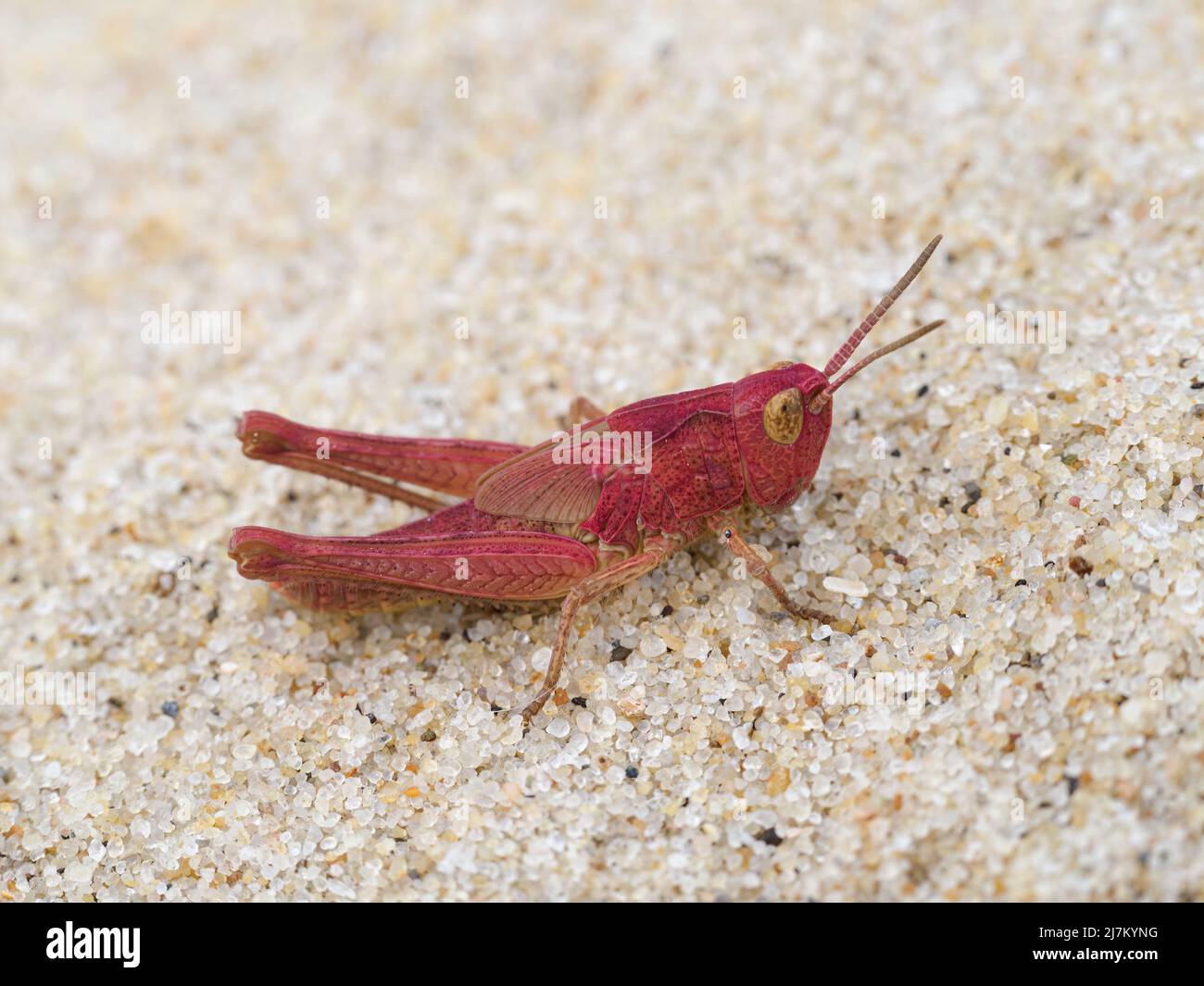 Field Grasshopper, Chorthippus brunneus, pink genetic mutation variant- Erythrism. On a sandy beach  Norfolk  August Stock Photo