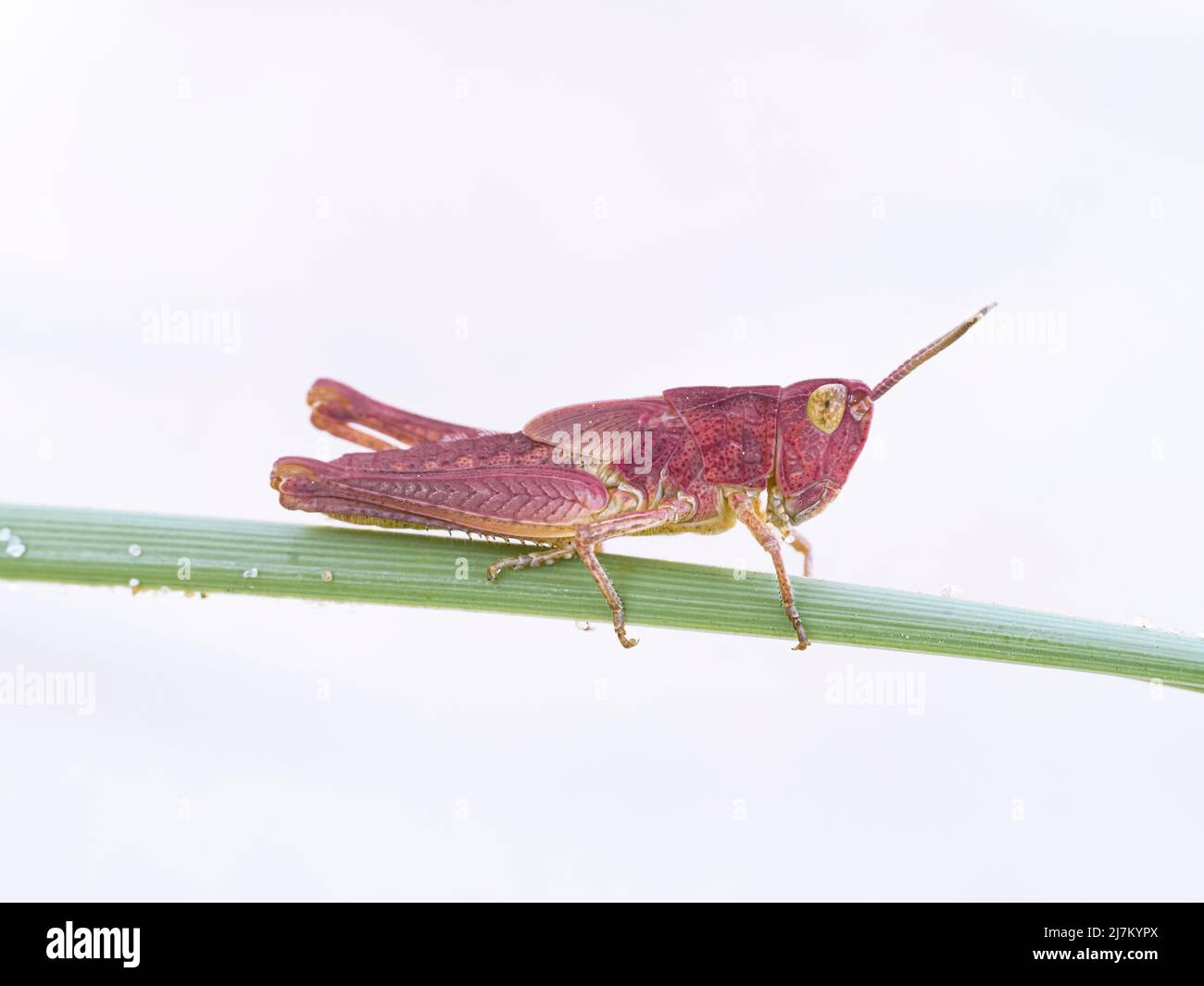 Field Grasshopper, Chorthippus brunneus, pink genetic mutation variant- Erythrism. On a grass stem on a sandy beach  Norfolk  August Stock Photo