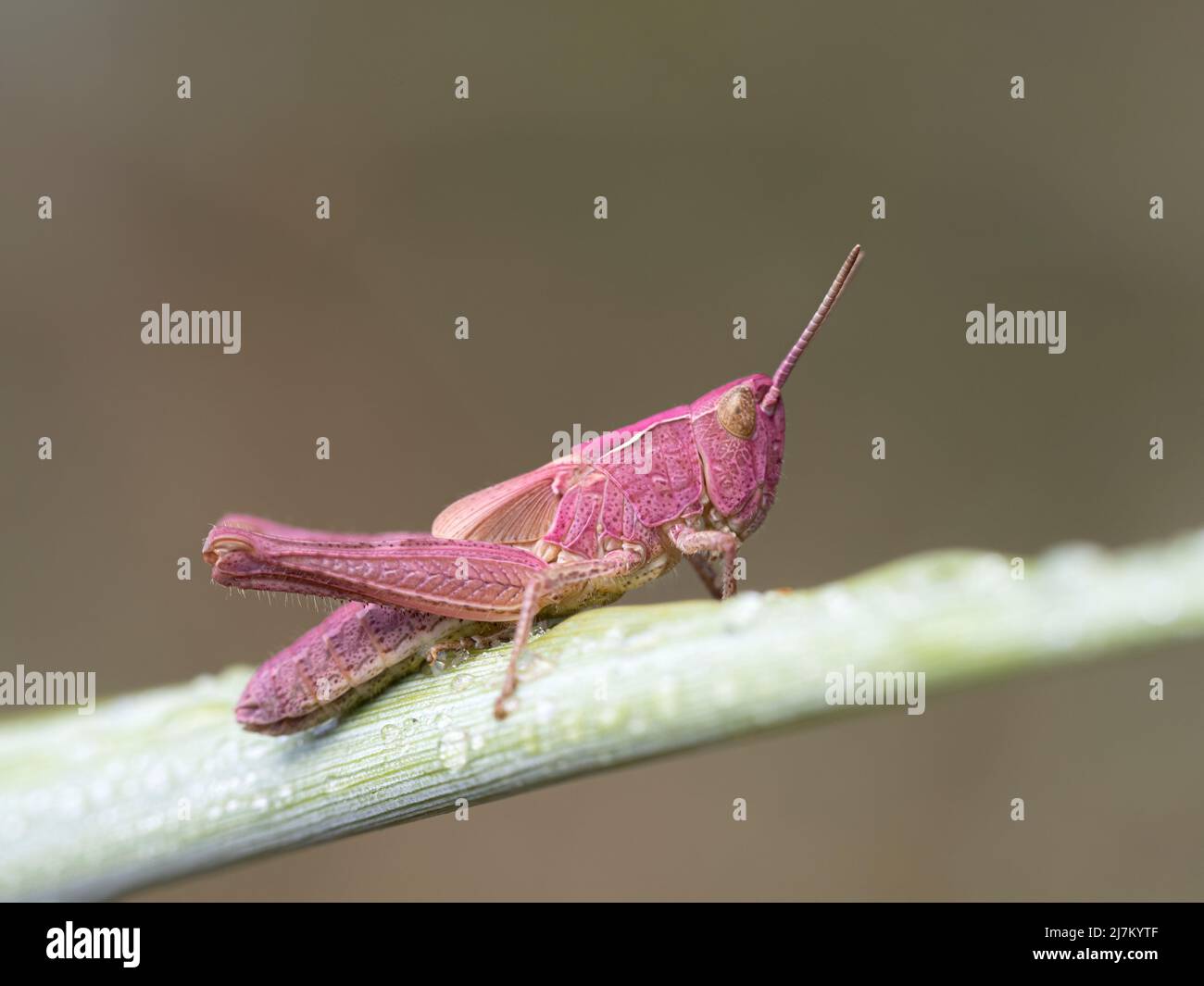 Field Grasshopper, Chorthippus brunneus, pink genetic mutation variant- Erythrism. On a grass stem.  Norfolk  August Stock Photo