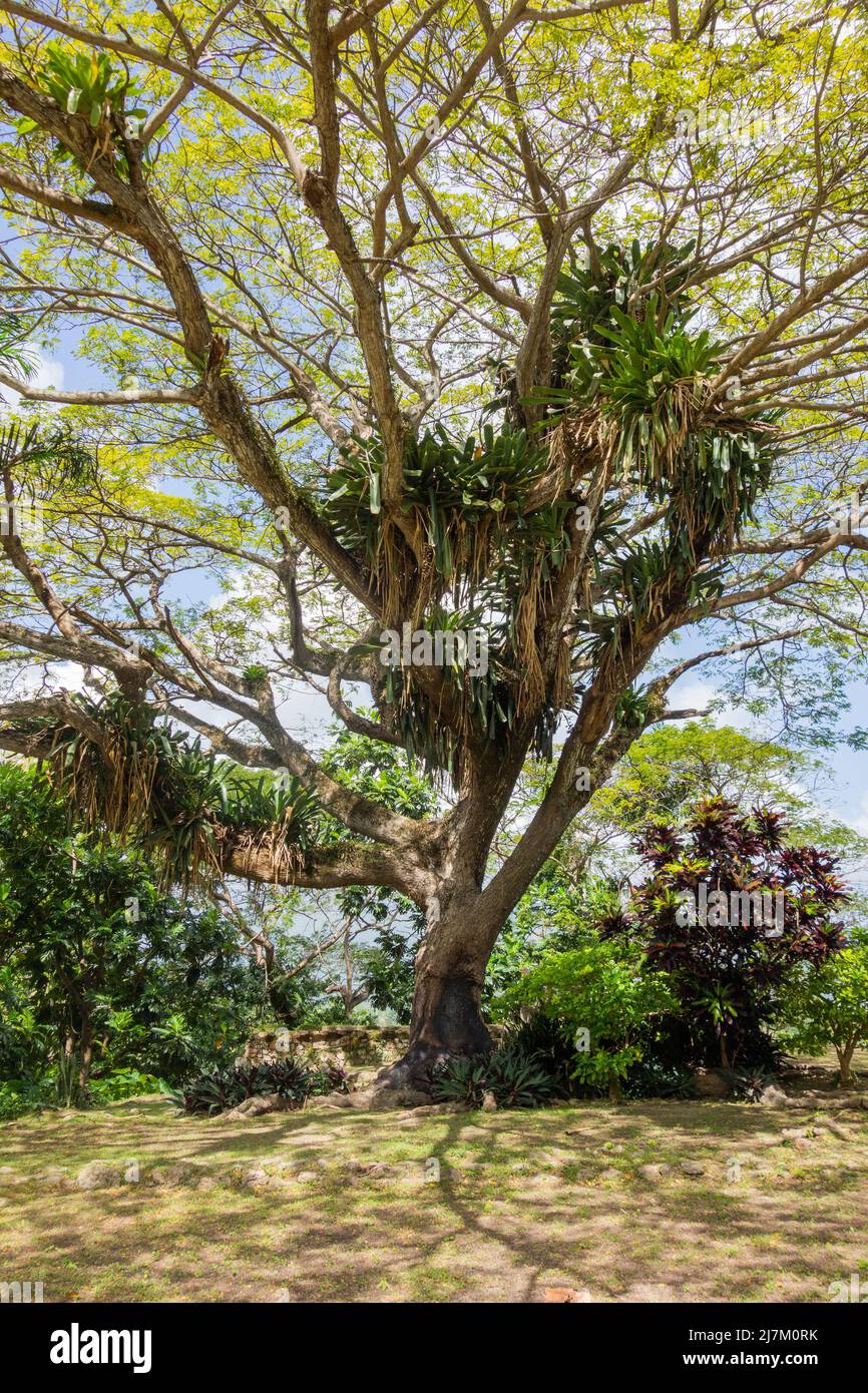 Parasitic plants in tree, Jamaica Stock Photo Alamy