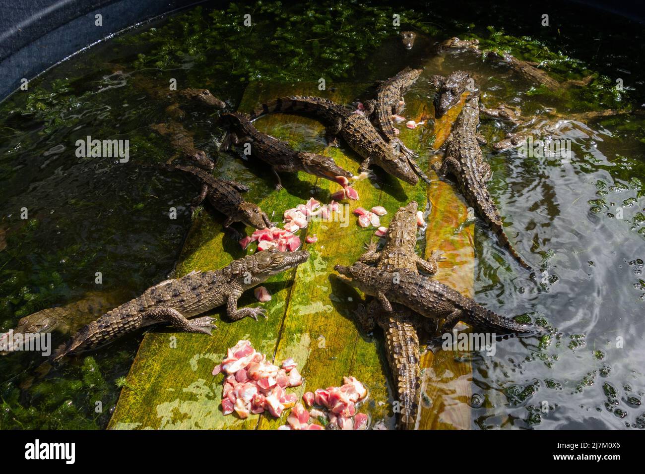Baby Crocodiles eat raw chicken, Holland Bay Crocodile Santuary, St