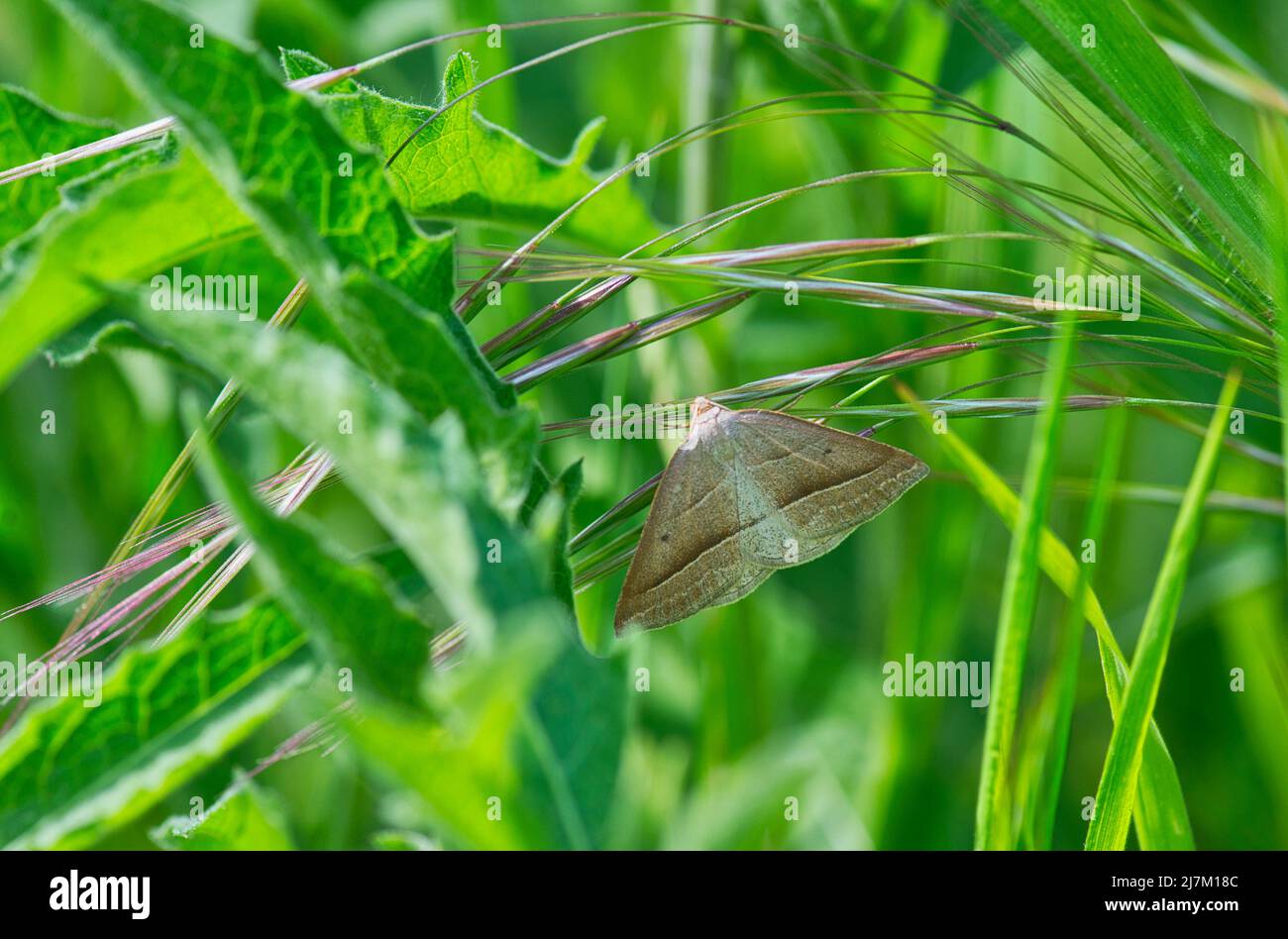 Brown silver-line (Petrophora chlorosata), a day-flying moth of heathland and other bracken-rich habitats Stock Photo