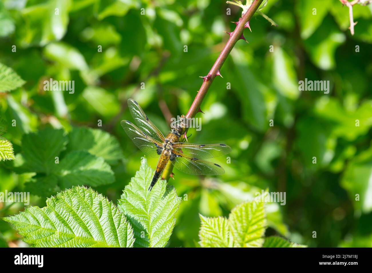 Four-spotted chaser (Libellula quadrimaculata) dragonfly perched on a bramble Stock Photo