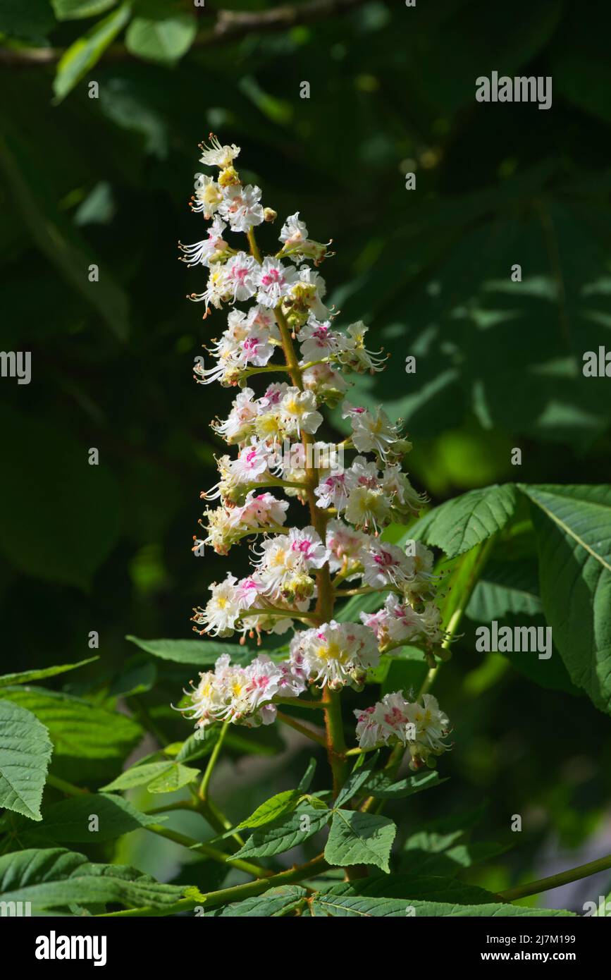 horse-chestnut-aesculus-hippocastanum-flowers-in-spring-yellow-marks
