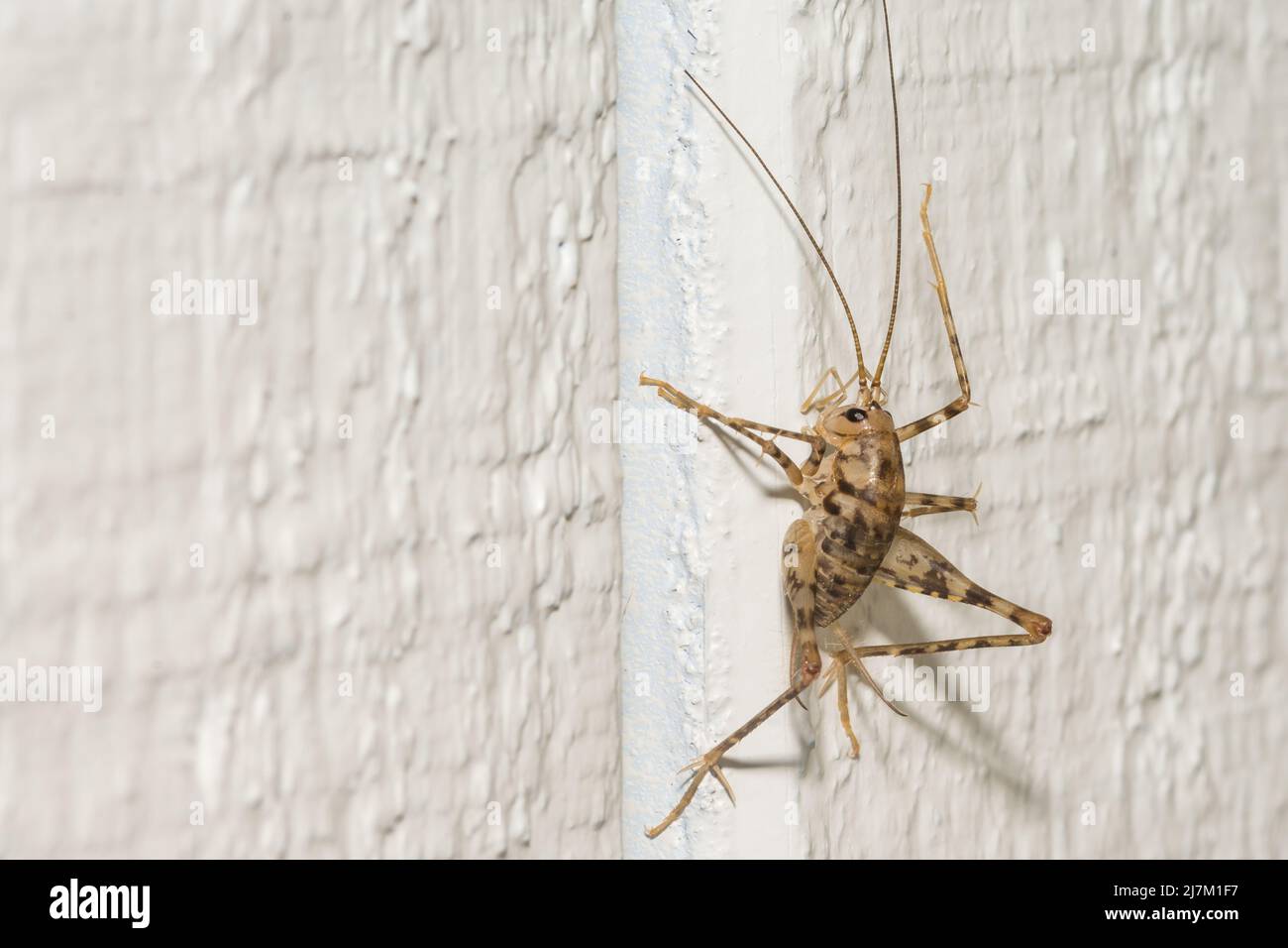 A close up of a Camel Cricket climbing the wall in a basement. Stock Photo