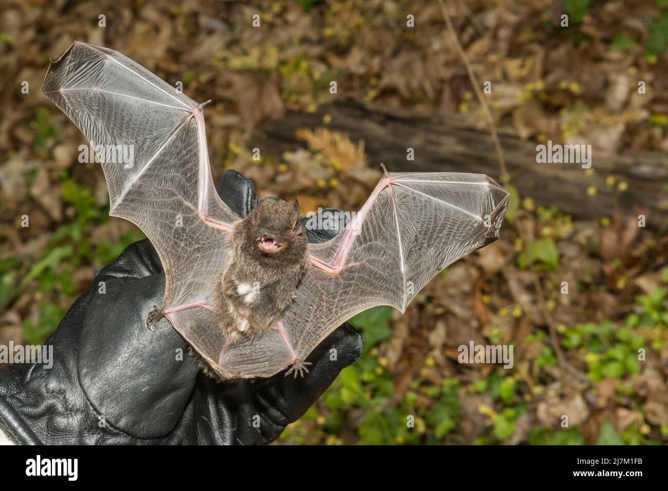 silver haired bat flying