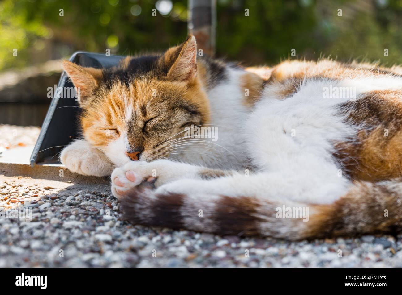 cat sleeping in the sun in Turkey. Turkish street kitten sleeping comfortably in summer Stock Photo