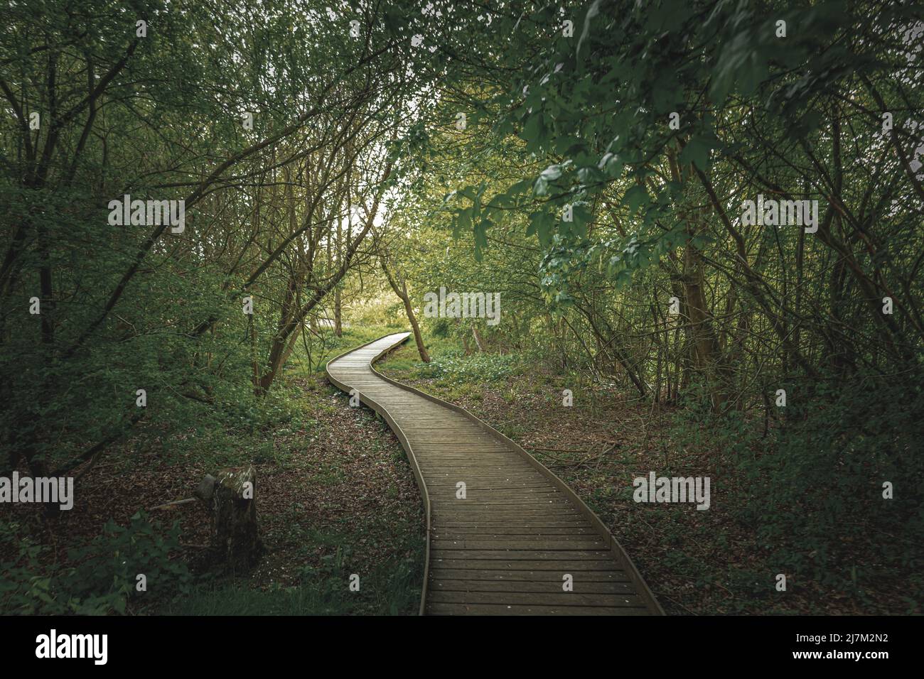 Woodland walks hi-res stock photography and images - Alamy