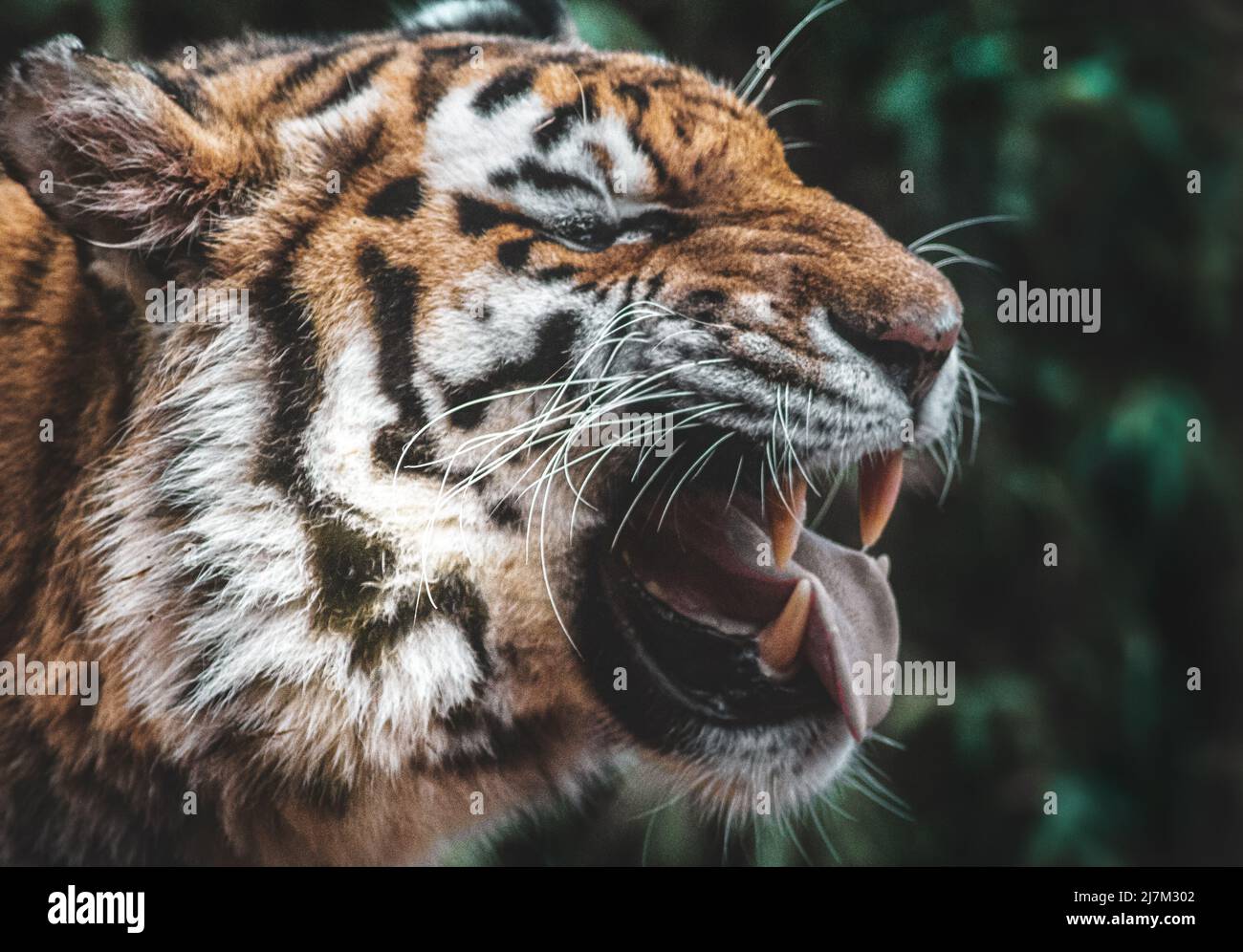Tiger roar hi-res stock photography and images - Alamy