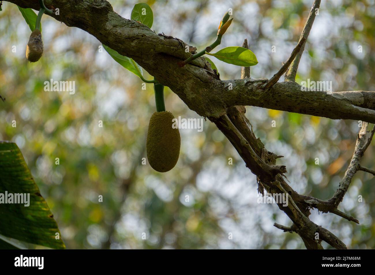 Jackfruit or Jack Tree (Artocarpus heterophyllus). There are young