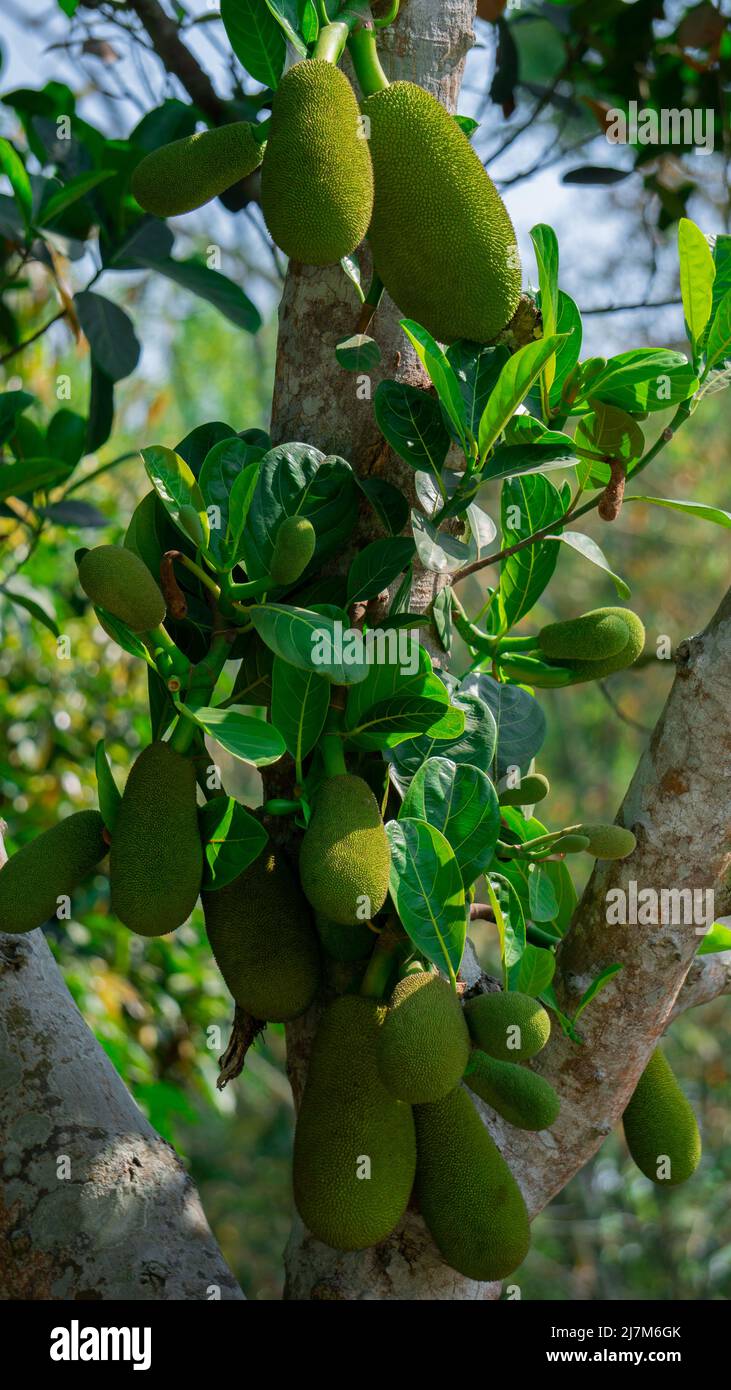Jackfruit or Jack Tree (Artocarpus heterophilus). Numerous green young