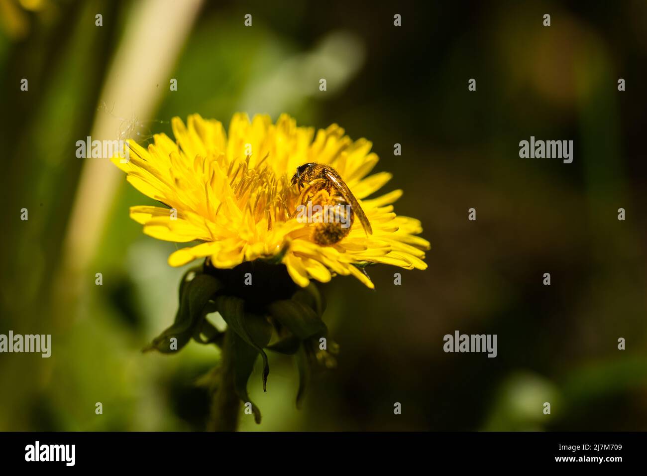 a bee on yellow dandelion in spring garden macro background Stock Photo