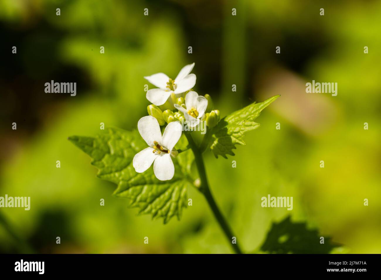 a white flowers in spring in the garden summer background Stock Photo