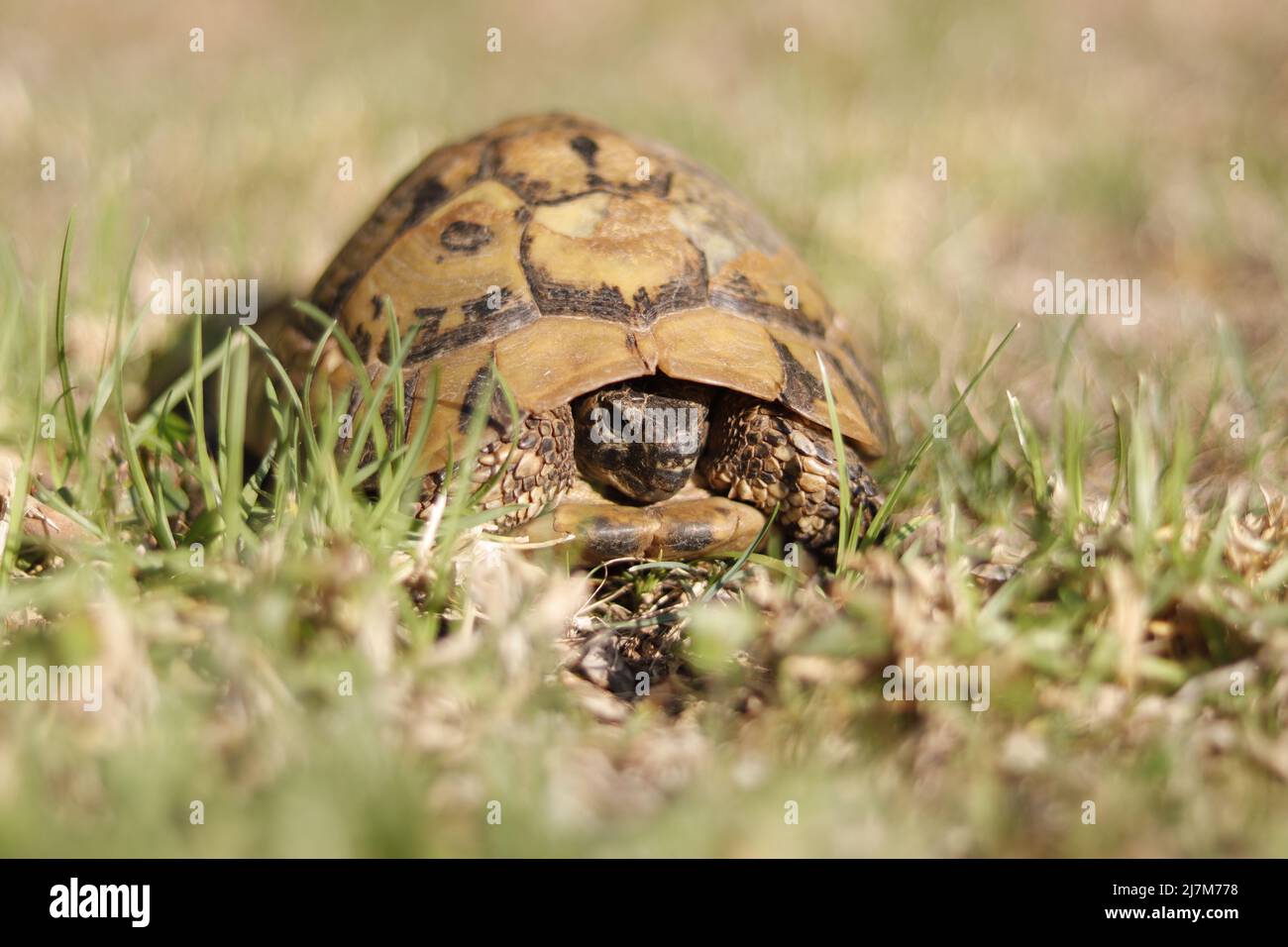 Tortoise in grass Stock Photo