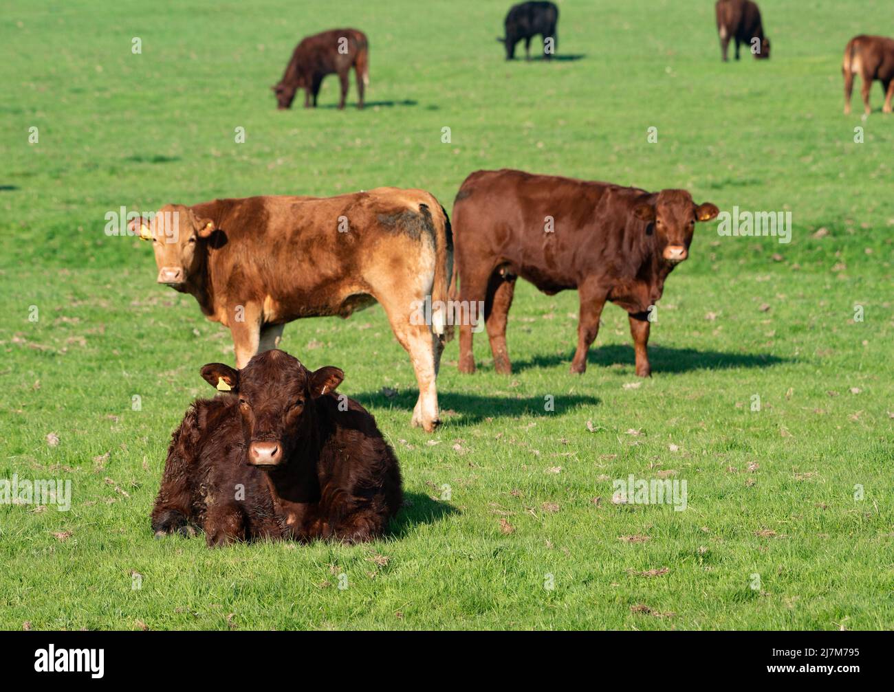 Beef cattle grazing, Whitewell, Clitheroe, Lancashire, UK. Stock Photo
