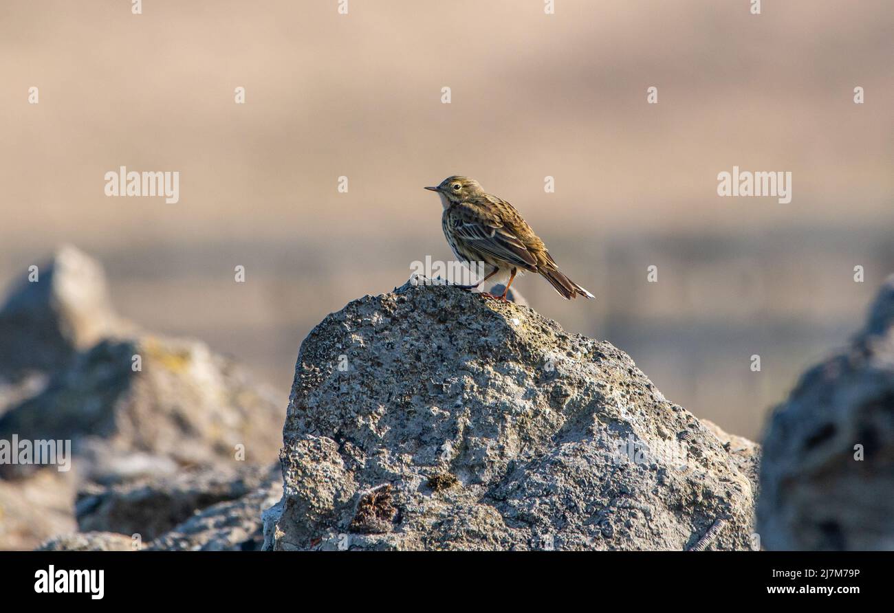 A meadow pipit on a stone wall, Whitewell, Clitheroe, Lancashire, UK Stock Photo
