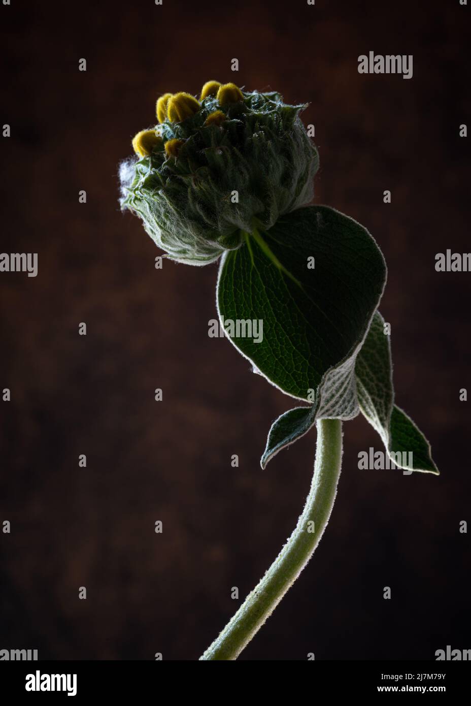 jerusalem or turkish sage ,phlomis russeliana ,flower head  and leaves . Stock Photo